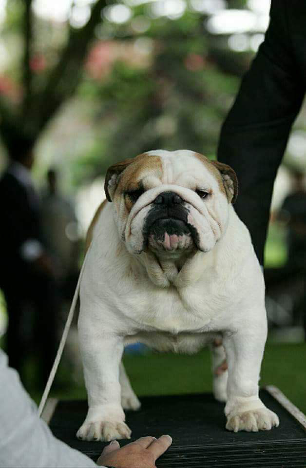 Multi CH LA CHATA TOUCH OF FROST