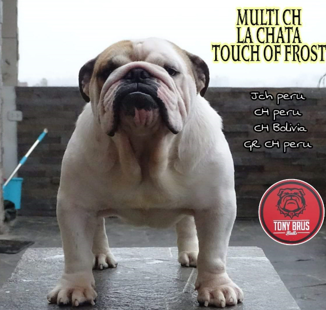 Multi CH LA CHATA TOUCH OF FROST