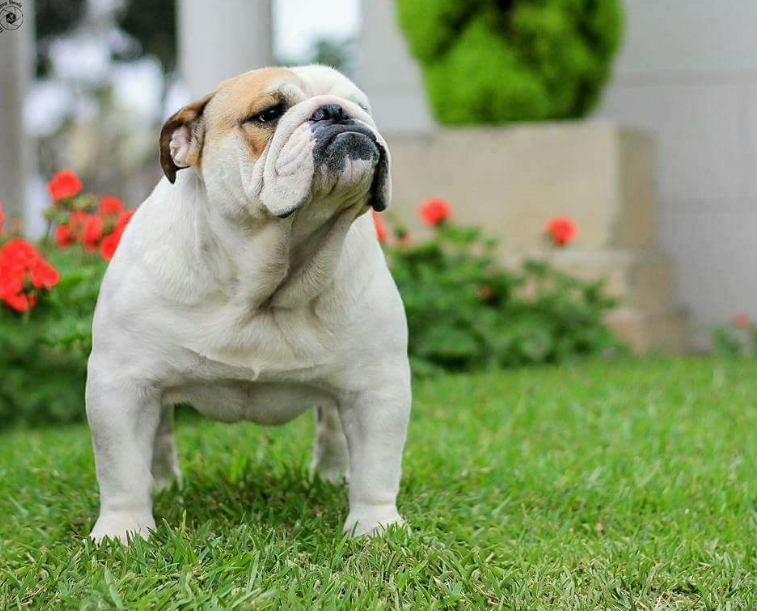 Multi CH LA CHATA TOUCH OF FROST