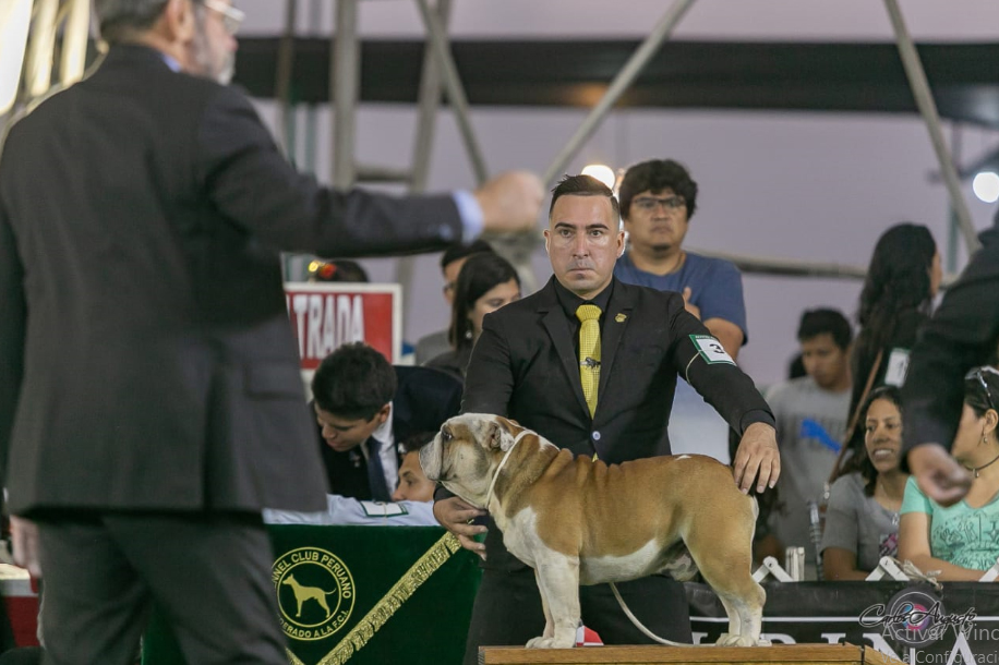 MULTI BIS CH GARCEL BULL AMARETTO