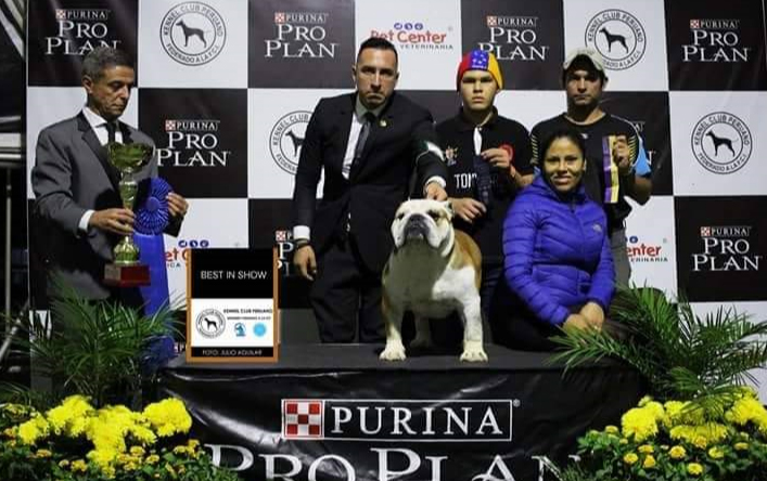 MULTI BIS CH GARCEL BULL AMARETTO