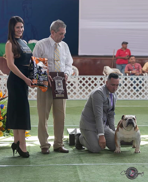 MULTI BIS CH GARCEL BULL AMARETTO