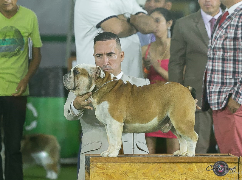 MULTI BIS CH GARCEL BULL AMARETTO