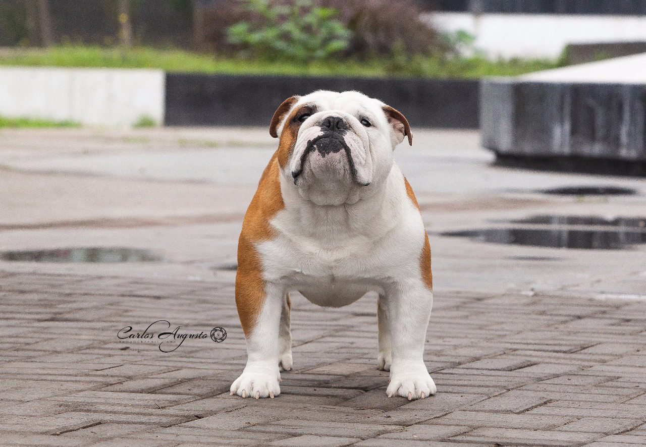 MULTI BIS JCH CALVIN 