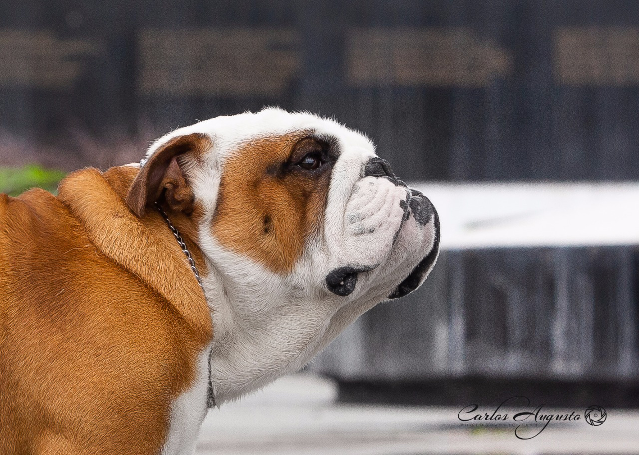 MULTI BIS JCH CALVIN 