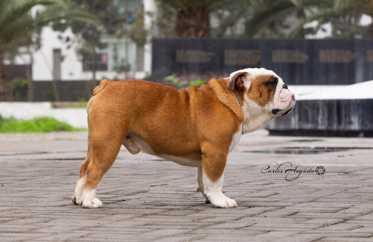 MULTI BIS JCH CALVIN 