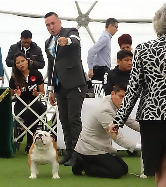 MULTI BIS JCH CALVIN 