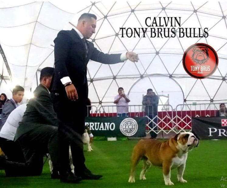 MULTI BIS JCH CALVIN 