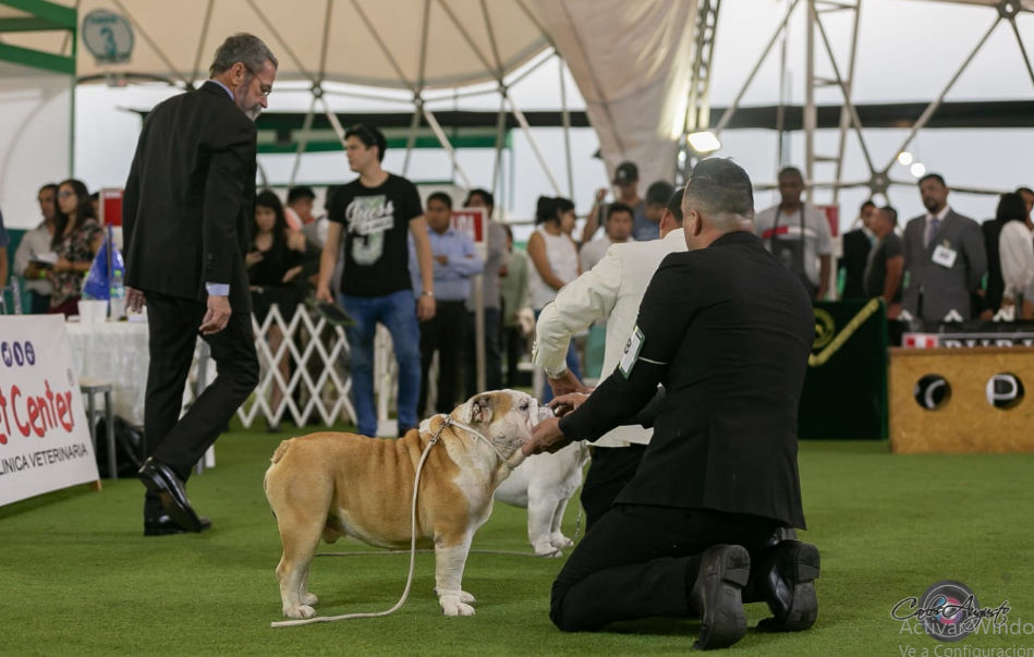 LEONARDO DI TONY BRUS