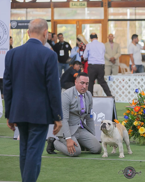 MULTI JCH CH ANAIS DE LUCAIPA 