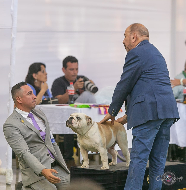 MULTI JCH CH ANAIS DE LUCAIPA 