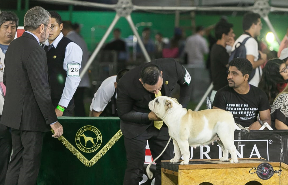 MULTI JCH CH ANAIS DE LUCAIPA 