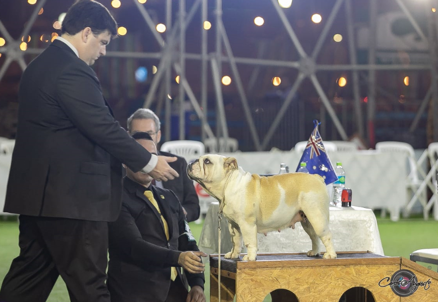 MULTI JCH CH ANAIS DE LUCAIPA 