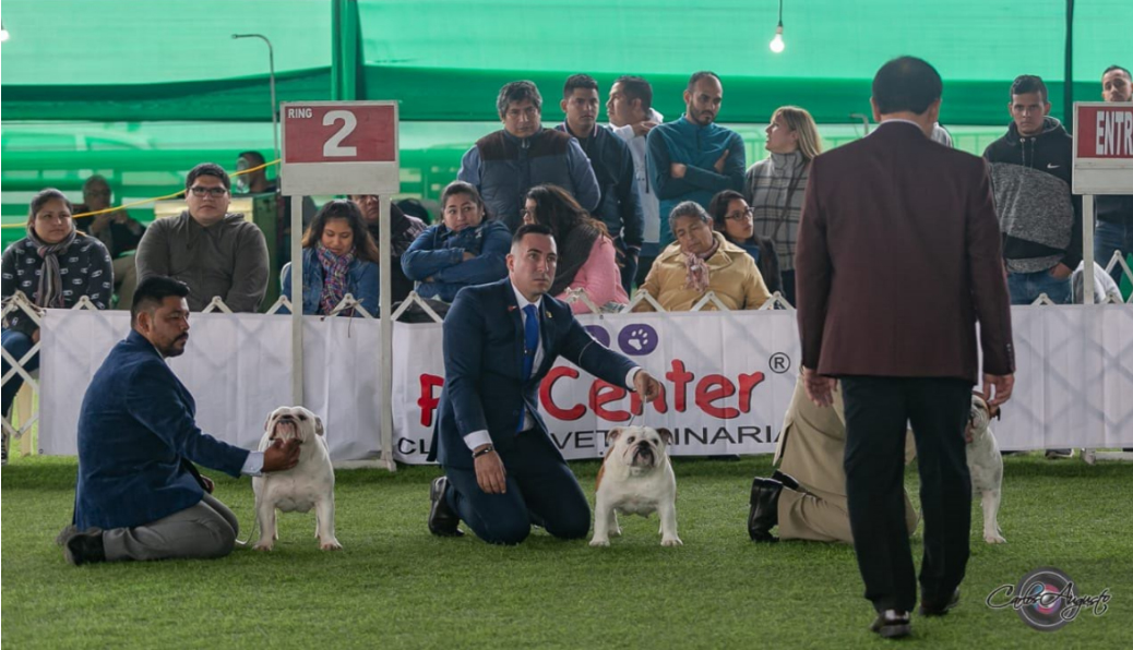 GARCEL BULL BLANCA NIEVES