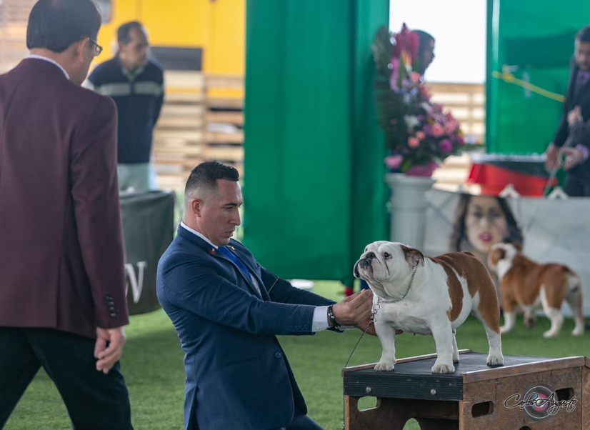 GARCEL BULL BLANCA NIEVES