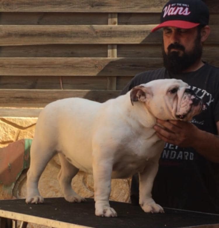 ROBURY BULL TUMBATOROS MELODY