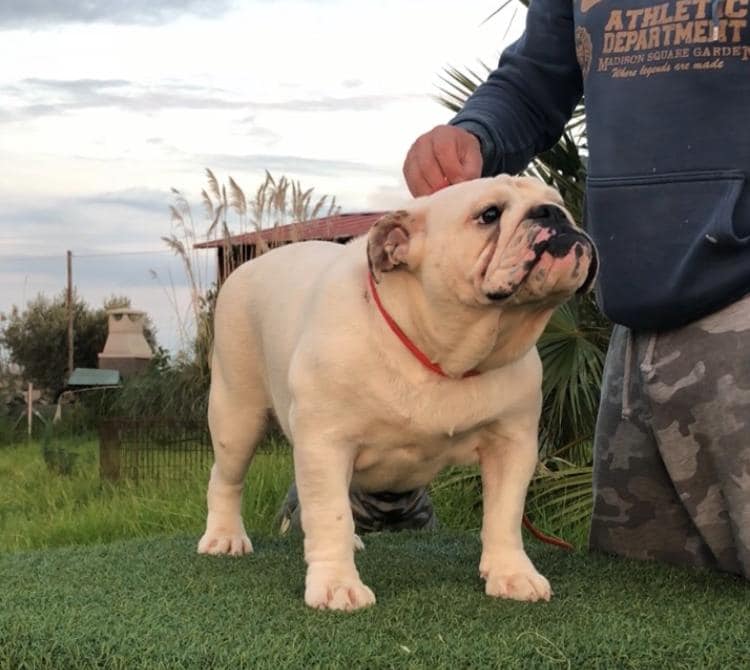 ROBURY BULL TUMBATOROS MELODY