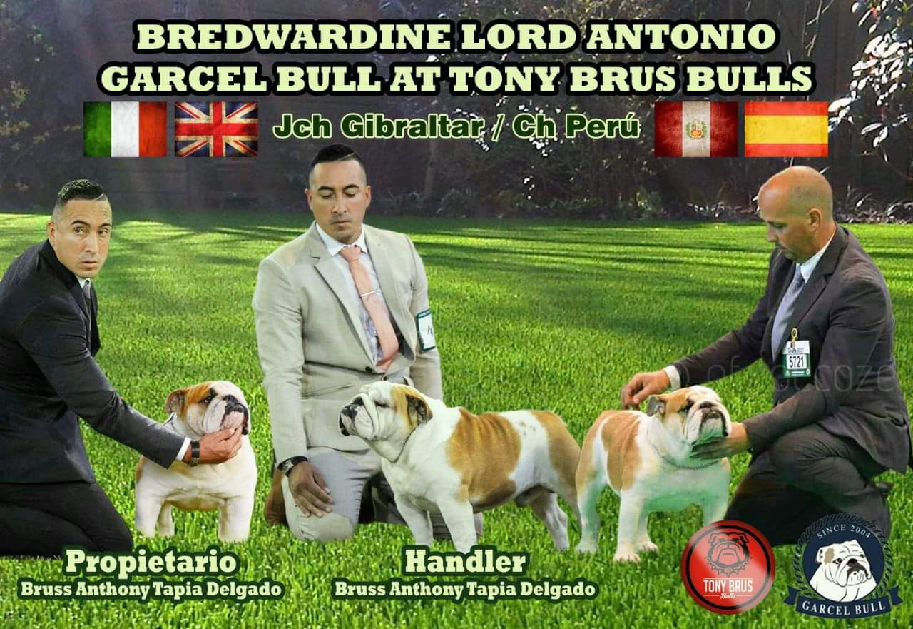 MULTI CH BREDWARDINE LORD ANTONIO GARCEL