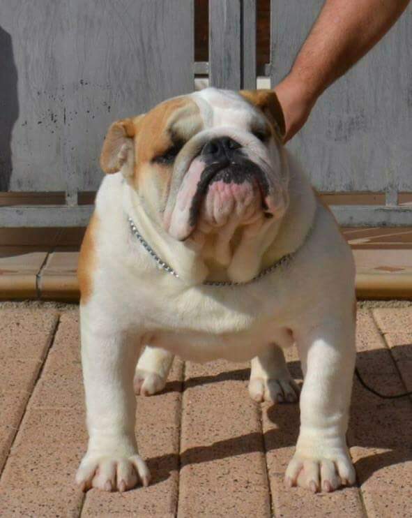 MULTI CH BREDWARDINE LORD ANTONIO GARCEL