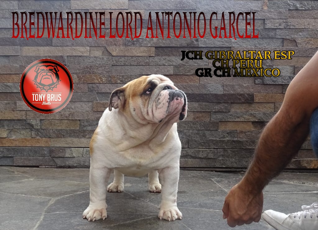 MULTI CH BREDWARDINE LORD ANTONIO GARCEL